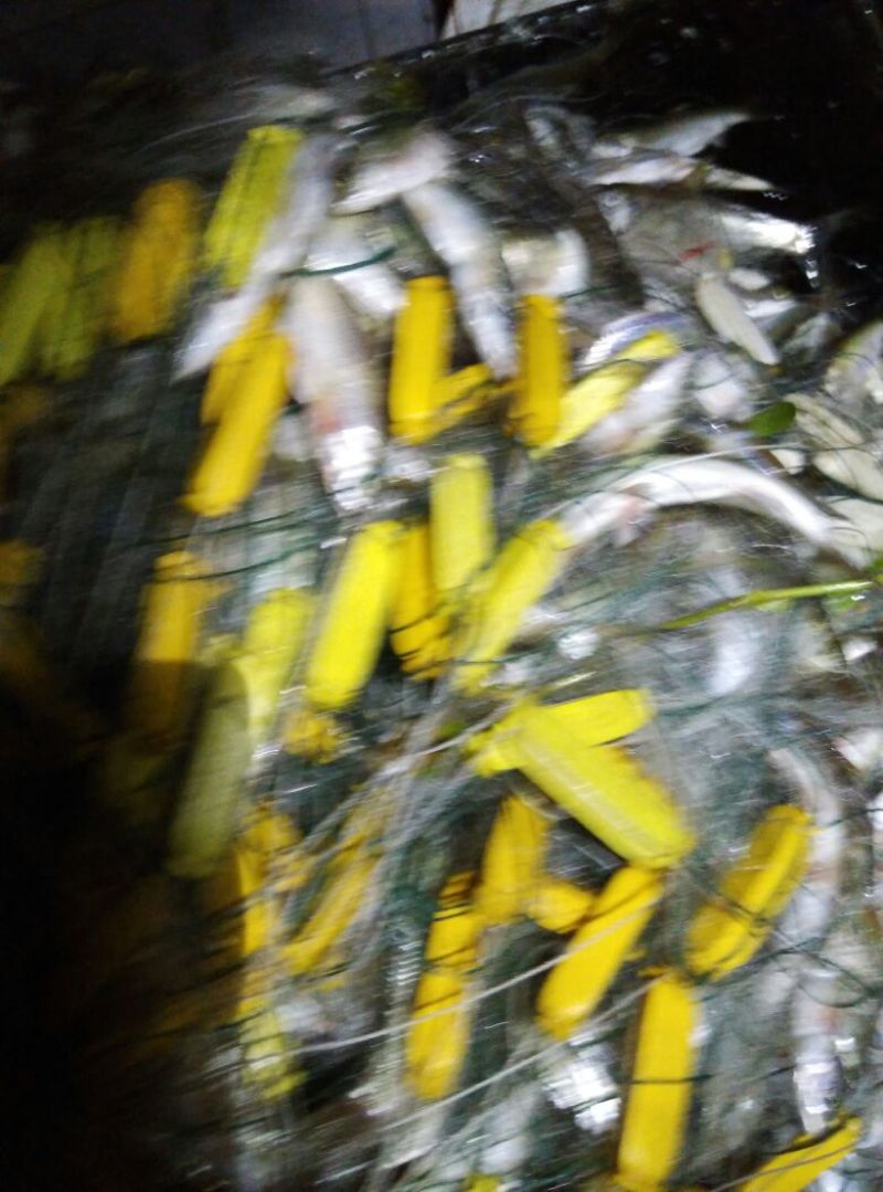 小白鱼
