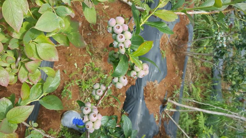 蓝莓鲜果6~8mm以上