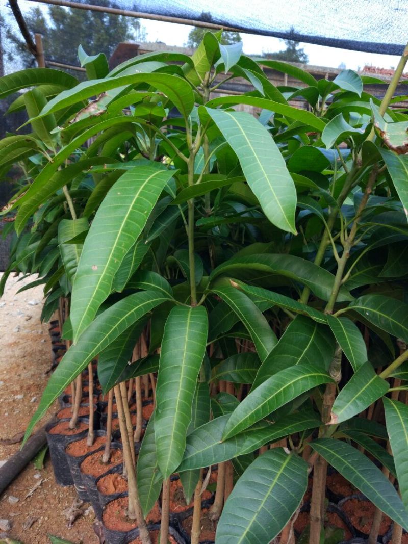 芒果苗1m以下