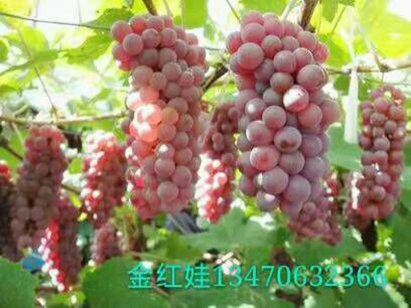 葡萄苗1年