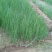 洋葱苗15~20cm