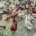 虫子鸡