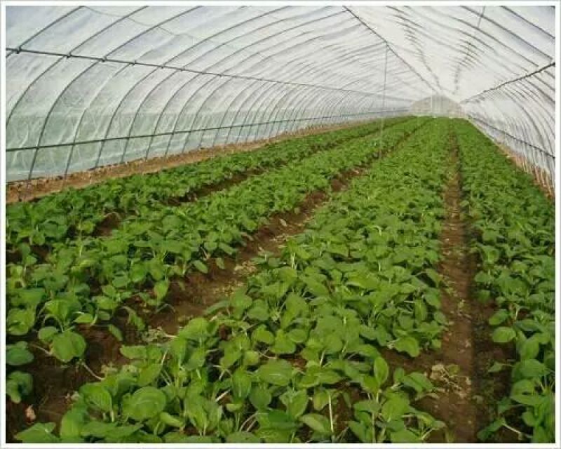 防虫网厂家直销批发60目质量保5年以上提供发票