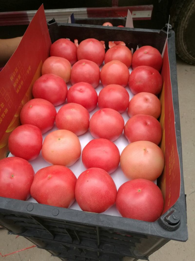 硬粉西红柿，产地直销，价格便宜，货量充足，