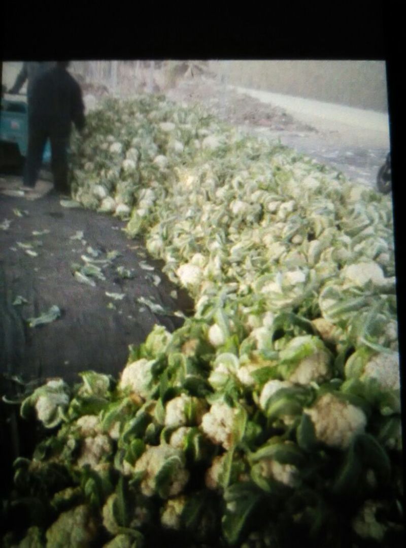 白花菜包装