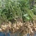 压榨花生油机器压榨20斤装