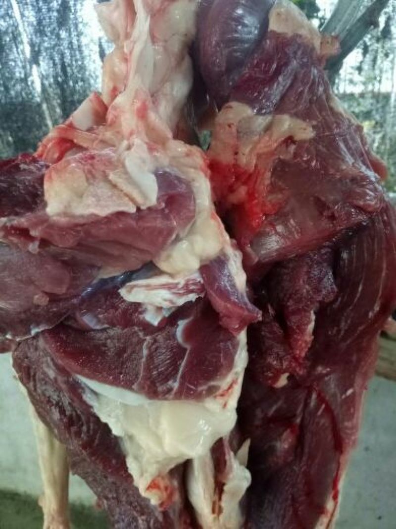 驴肉鲜货