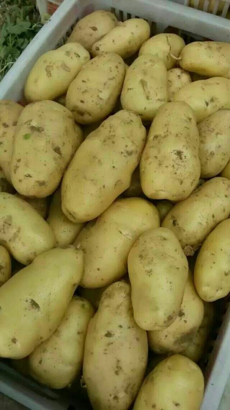 【精品批发】荷兰十五土豆袋子货诚信代办一手货源