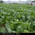 越冬菠菜15~20厘米