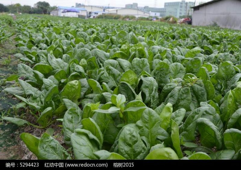 越冬菠菜15~20厘米