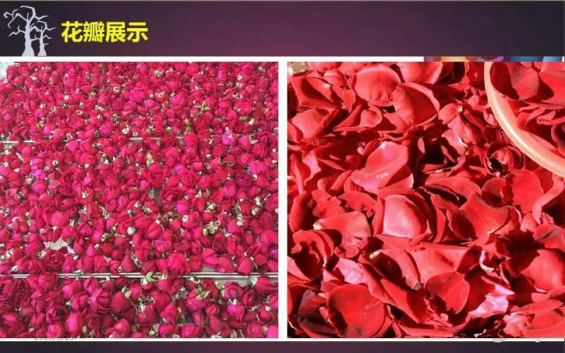 玫瑰花茶