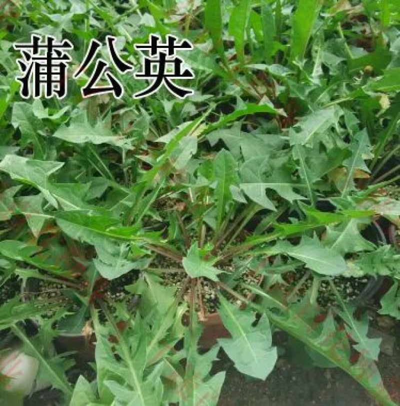 野生蒲公英种子婆婆丁中药材种子新种子2019年蒲公英籽药