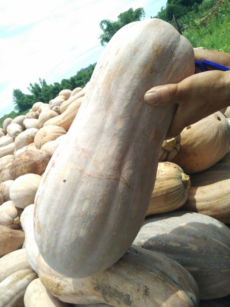 蜜本南瓜