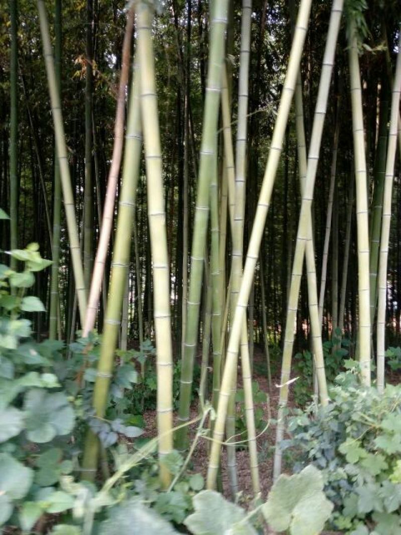 绿竹8~9m