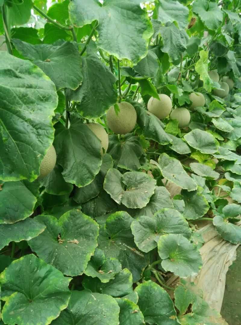 网纹瓜2斤以上长圆形