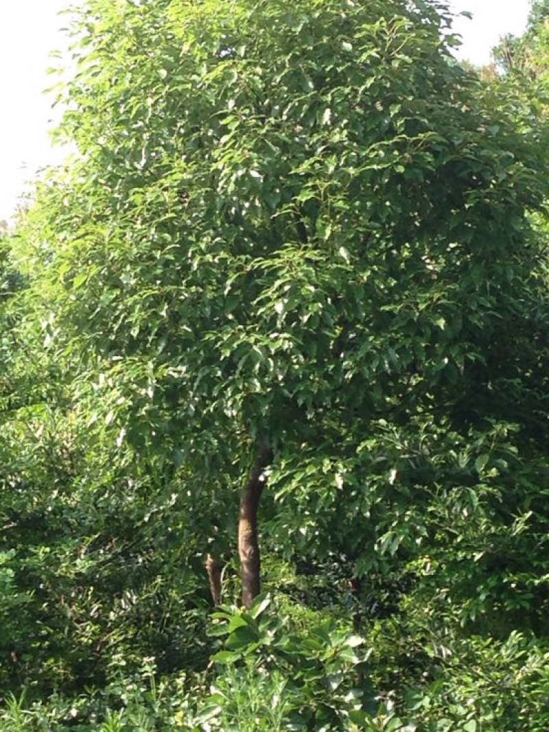 香樟4一16cm3~3.5米
