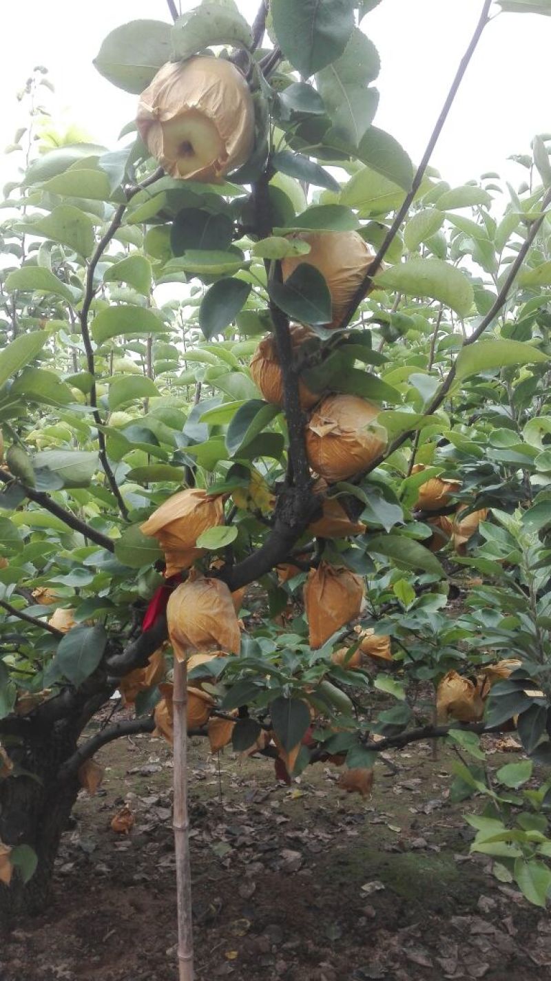 黄金梨350~400g纸袋