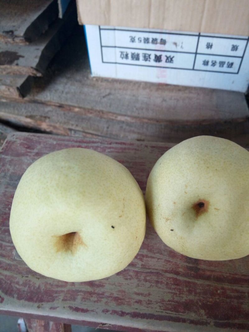 酥梨
