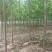 楸树苗10cm以下