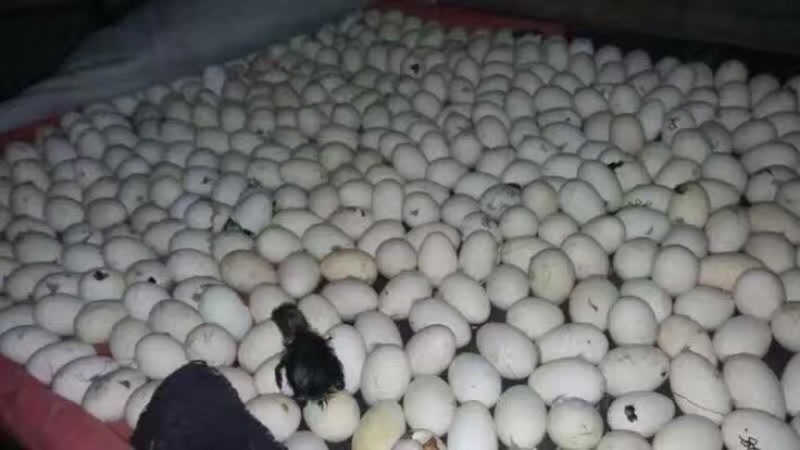 狮头鹅苗