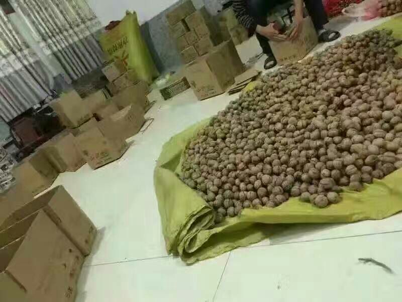 核桃去皮干