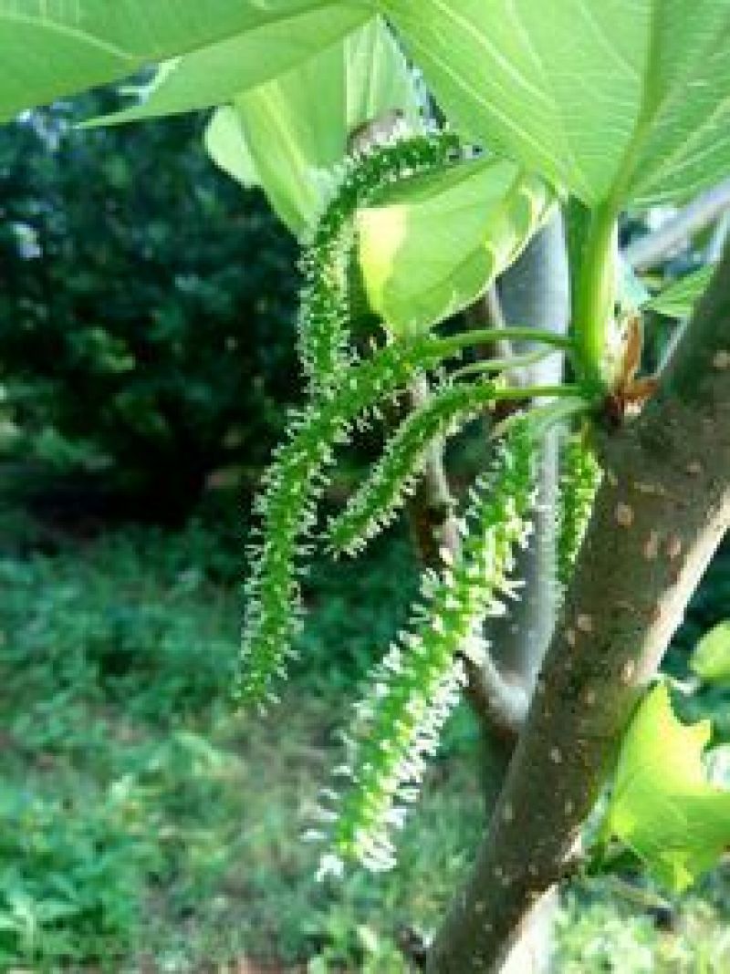 长果桑树苗台湾四季长果型桑树苗，四个季节可结果