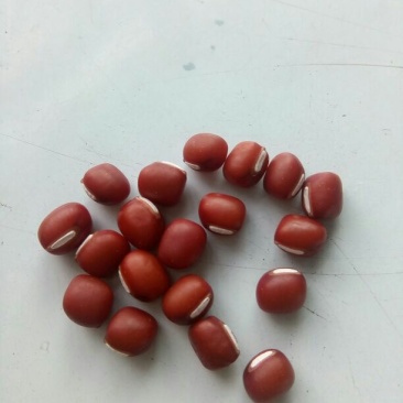 红小豆散装
