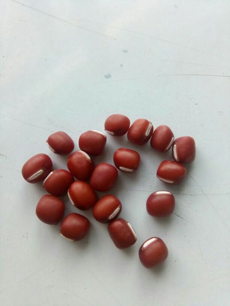 红小豆散装
