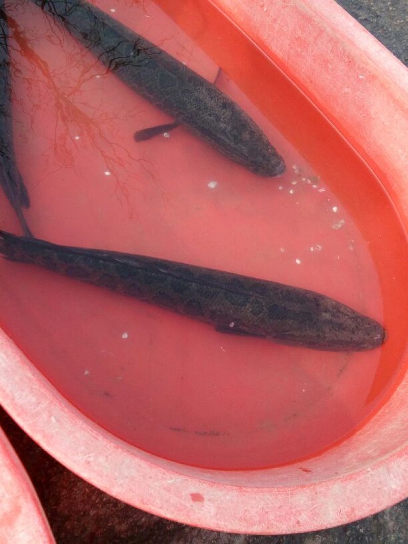 鲫鱼食用