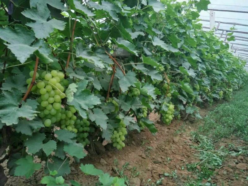维多利亚葡萄1~2斤10%以下