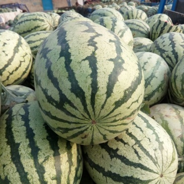 西农8号西瓜8斤打底9成熟头茬，产地直供，一手货源