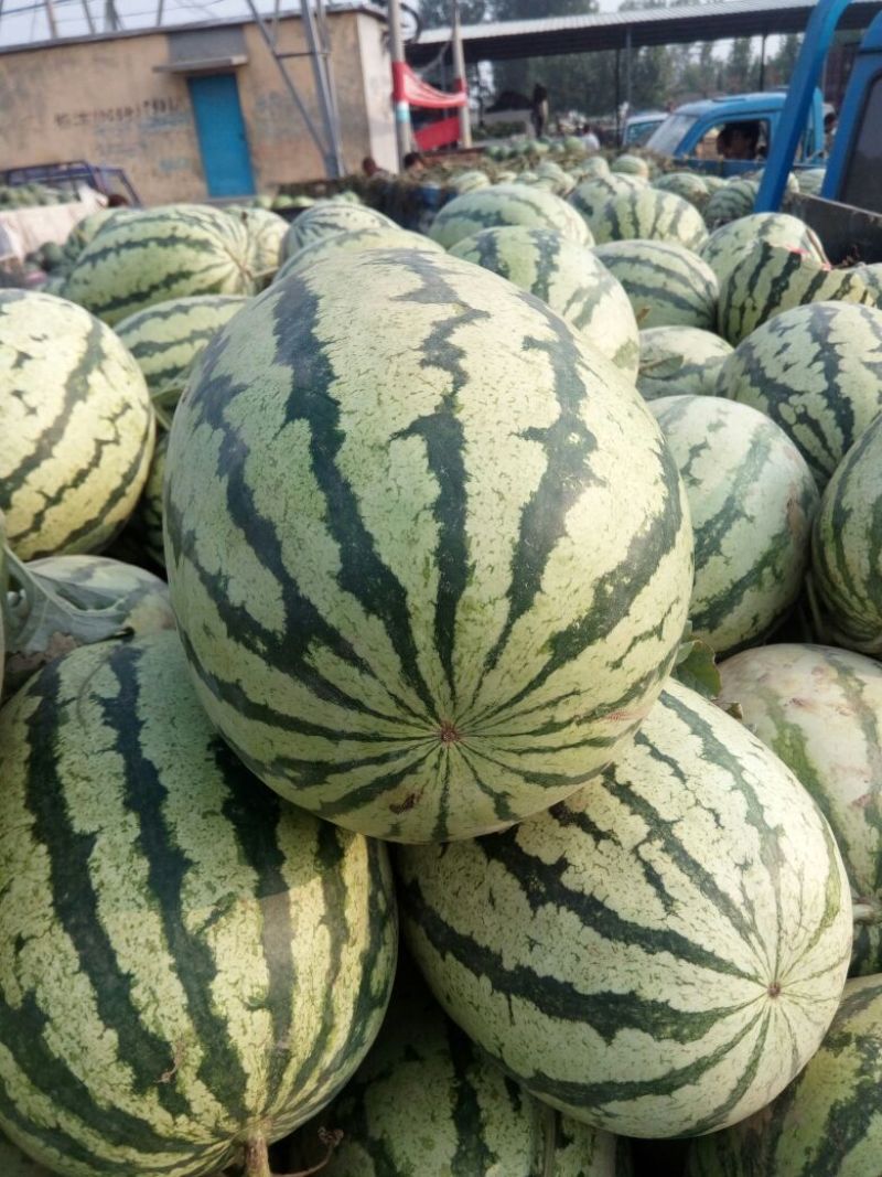 西农8号西瓜8斤打底9成熟头茬，产地直供，一手货源