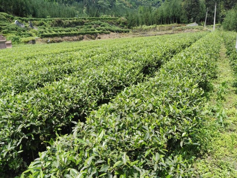 川茶一级