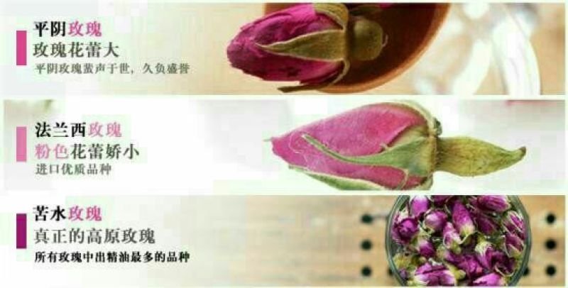 苦水玫瑰