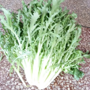 苦菊