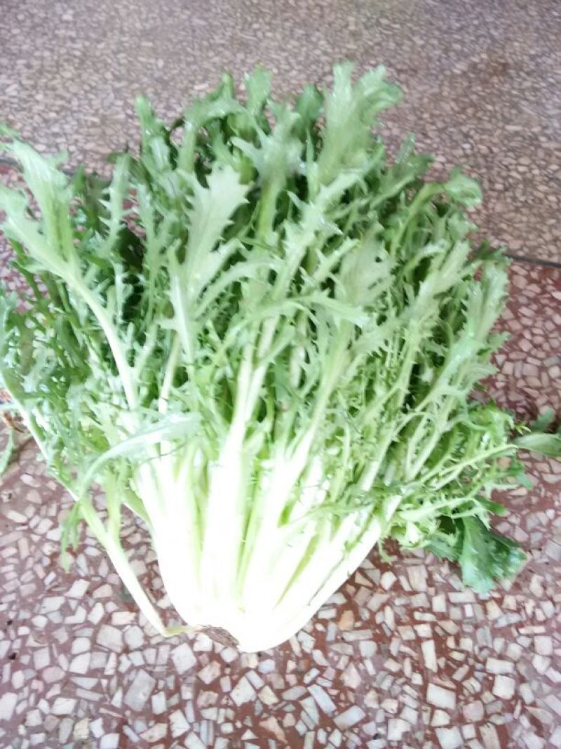 苦菊