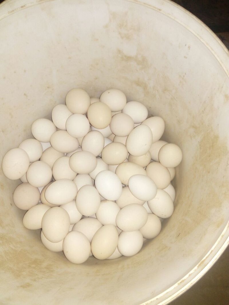 土鸡蛋食用50g以下