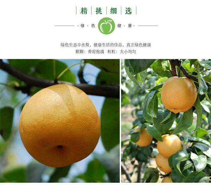 山东青岛市莱西市丰水梨 350~400g 纸袋批发_张晓丽