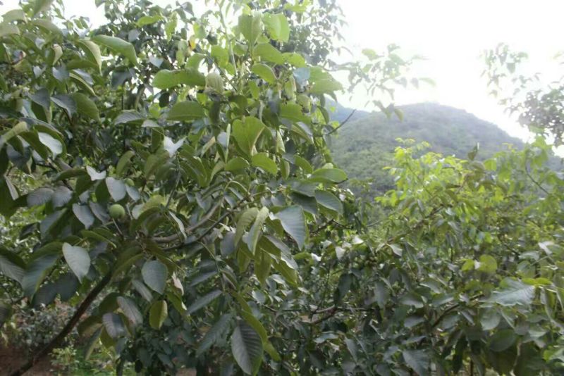 纸皮核桃25mm以下去皮干