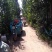 黄金梨450~500g纸袋