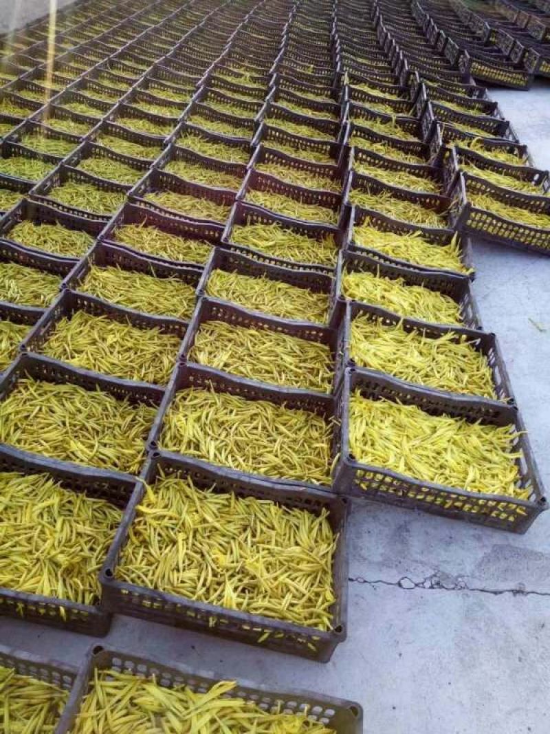 干黄花菜散装一级