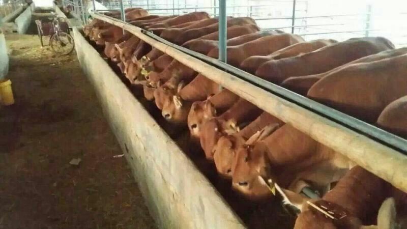 鲁西黄牛犊100~200kg