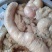 驴肉鲜货