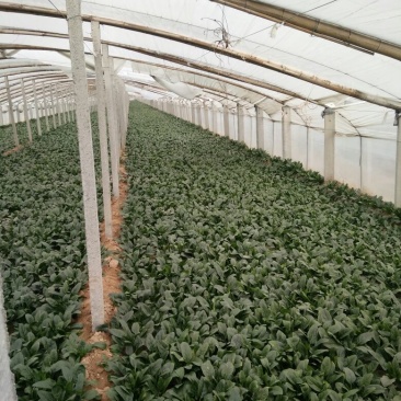 越冬菠菜15~20厘米