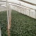 越冬菠菜15~20厘米