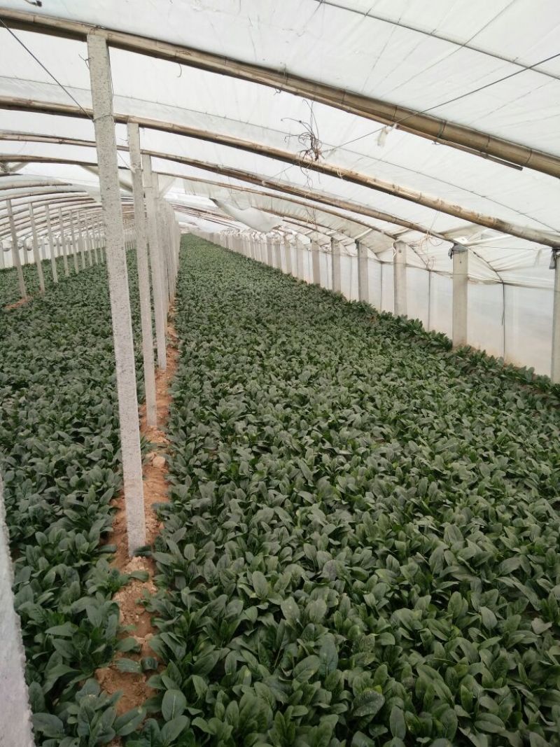 越冬菠菜15~20厘米