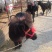 矮马100~200kg