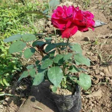 月季50~60cm，3分支以上，自家苗圃，货源充足
