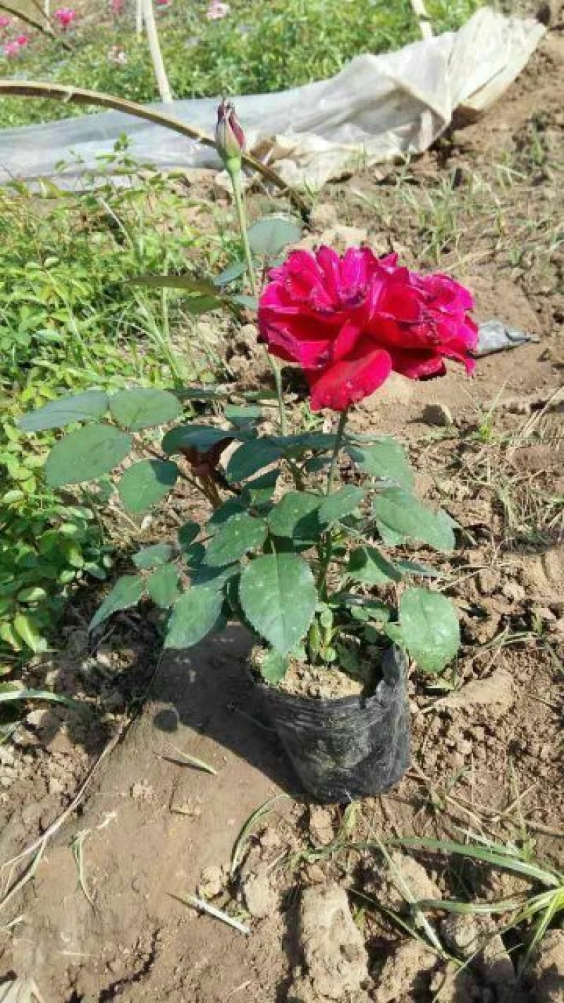 月季50~60cm，3分支以上，自家苗圃，货源充足