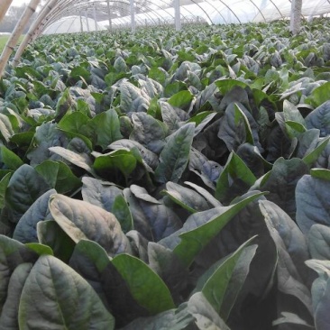 越冬菠菜25~30厘米